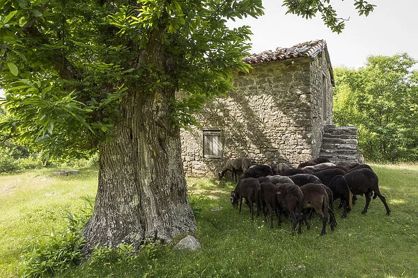 Italy, Tuscany, Serchio Valley, Black sheeps in the pastures of Il Ciocco farmstead