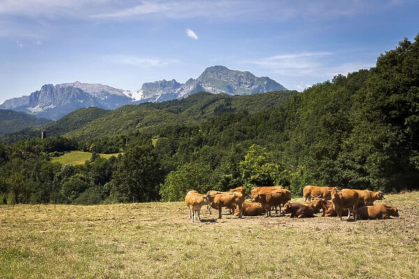 Italy, Tuscany, Serchio Valley, Pastures with cow and view to the Apuane Alps in the