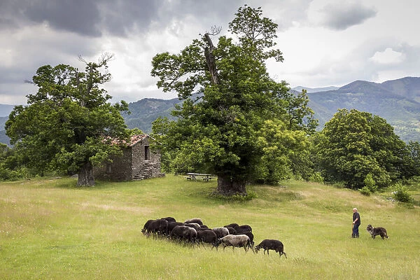 Italy, Tuscany, Serchio Valley, A shepherd with black sheeps in the pastures of Il Ciocco