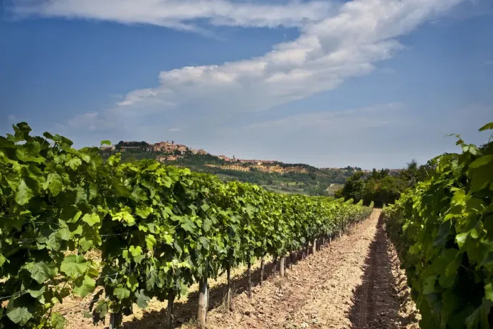 Framed Print : Italy, Tuscany, Siena district, Val di Chiana, Montepulciano, vineyard Framed Print : Italy, Tuscany, Siena district, Val di Chiana, Montepulciano, vineyard