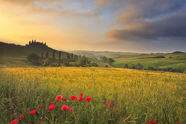 Italy, Tuscany, Siena district, Orcia Valley, Podere Belvedere near San Quirico