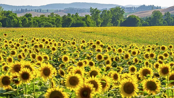 Italy, Tuscany. A sunflower field near to Buonconvento