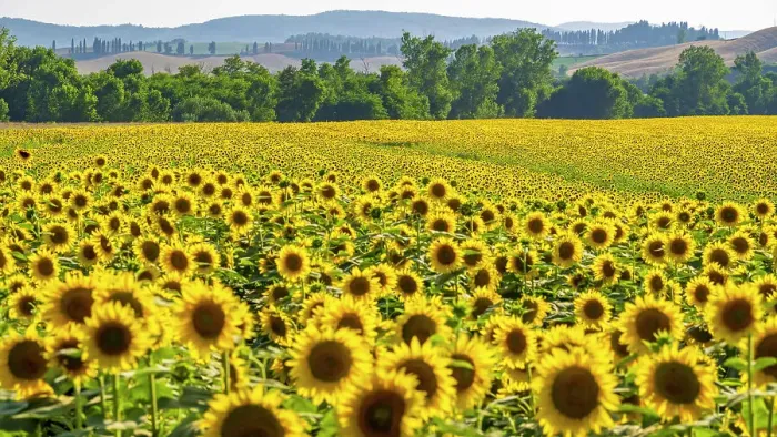 Framed Print : Italy, Tuscany. A sunflower field near to Buonconvento Framed Print : Italy, Tuscany. A sunflower field near to Buonconvento