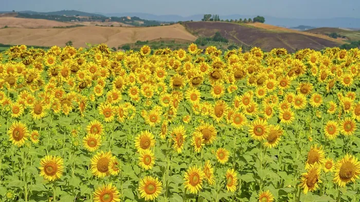 Framed Print : Italy, Tuscany. A sunflower field near to Buonconvento