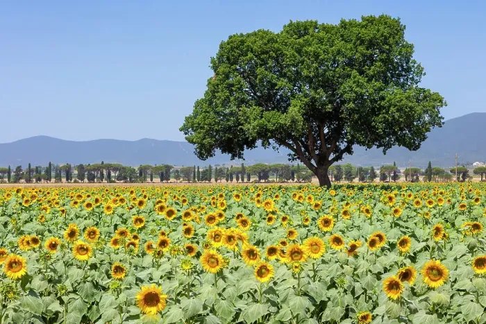 Framed Print : Italy, Tuscany, sunflowers near Castiglione della Pescaia