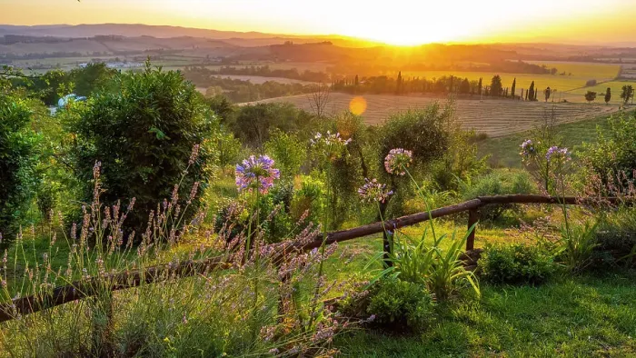 Framed Print : Italy, Tuscany. Sunset seen from the Agriturismo Pieve Sprenna near to Buonconvento. Overlooking sunflower fields Framed Print : Italy, Tuscany. Sunset seen from the Agriturismo Pieve Sprenna near to Buonconvento. Overlooking sunflower fields