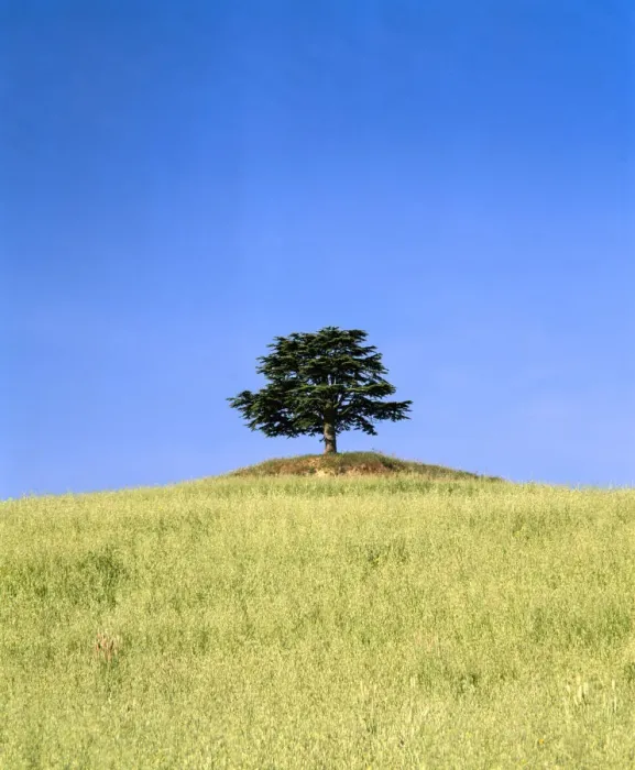 Framed Print : Italy, Tuscany, Trees, Singular tree on hilltop Framed Print : Italy, Tuscany, Trees, Singular tree on hilltop