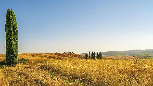 Italy, Tuscany. A typical landscape with field and cypresses near to San Quirico d'Orcia