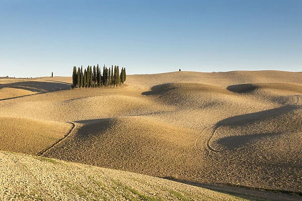 Italy, Tuscany, Val d Orcia listed as World Heritage by UNESCO, clump of cypress