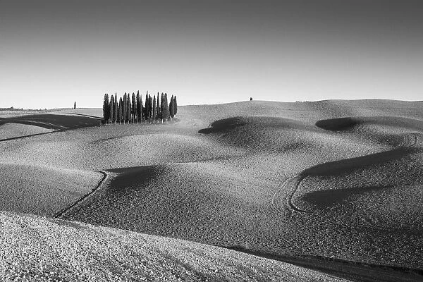 Italy, Tuscany, Val d Orcia listed as World Heritage by UNESCO, clump of