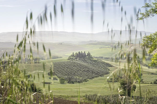 Italy, Tuscany, Val d Orcia: Podere Belvedere at morning from a non classical spot
