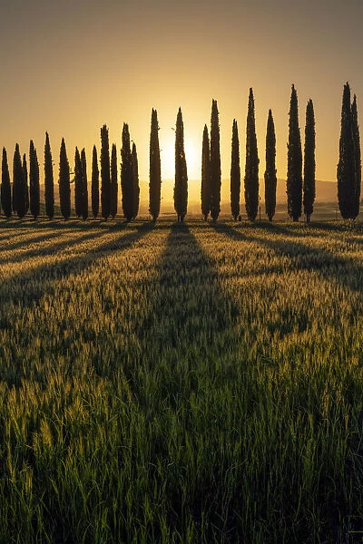 Italy, Tuscany, Val d Orcia: Poggio Covili fields painted in gold