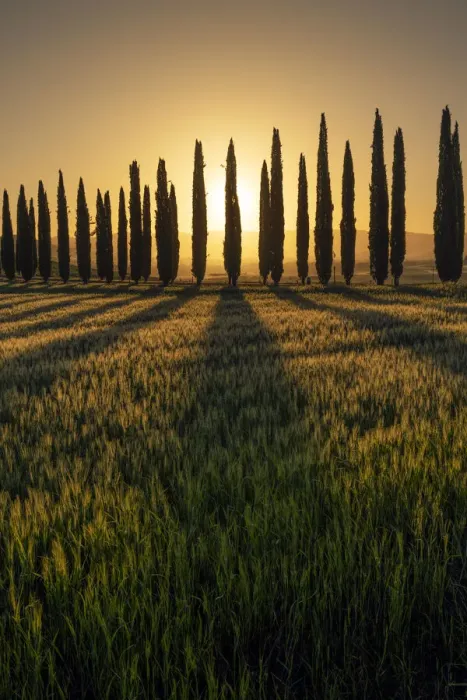 Framed Print : Italy, Tuscany, Val d Orcia: Poggio Covili fields painted in gold Framed Print : Italy, Tuscany, Val d Orcia: Poggio Covili fields painted in gold