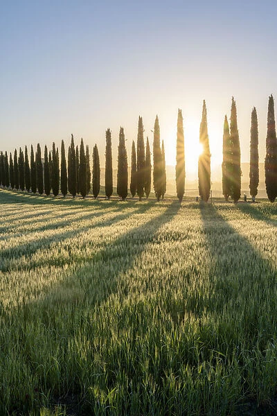 Italy, Tuscany, Val d Orcia: the sun burnst behind the cypresses at Poggio Covili at