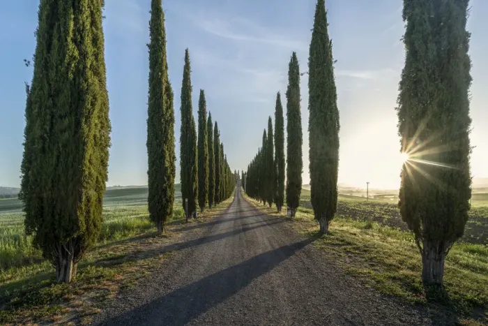 Framed Print : Italy, Tuscany, Val d Orcia: sunburnst at morning at Poggio Covili Framed Print : Italy, Tuscany, Val d Orcia: sunburnst at morning at Poggio Covili