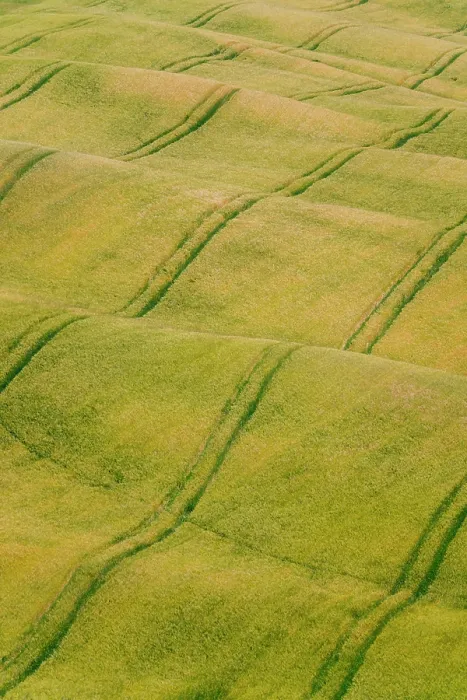 Framed Print : Italy, Tuscany, Val d'Orcia: Tractor tracks across rolling fields of crops