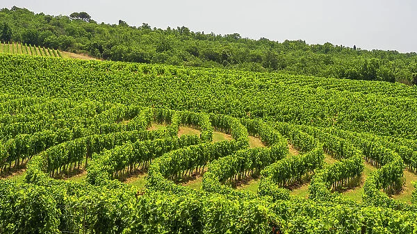 Italy, Tuscany. A vineyard in the Chianti area near to Castelnuovo Berardenga