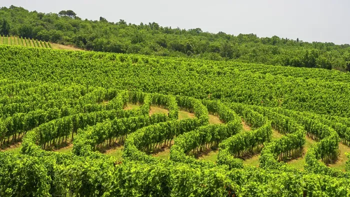 Framed Print : Italy, Tuscany. A vineyard in the Chianti area near to Castelnuovo Berardenga Framed Print : Italy, Tuscany. A vineyard in the Chianti area near to Castelnuovo Berardenga