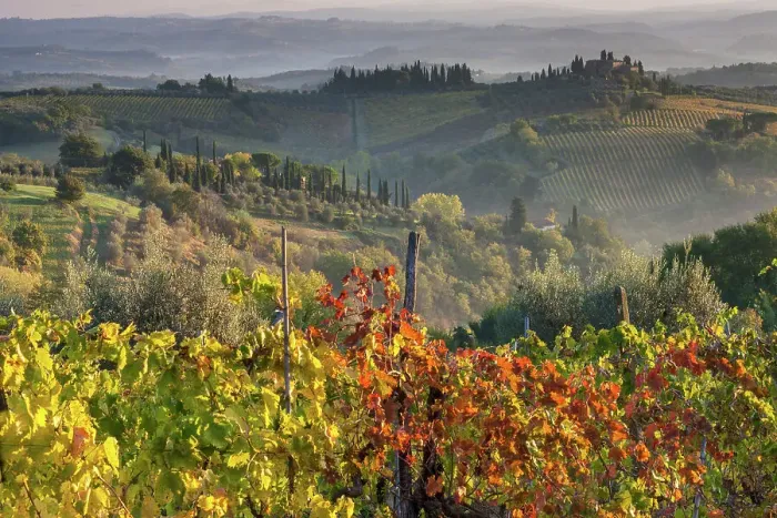Framed Print : Italy, Tuscany, vineyard, near San Gimignano Framed Print : Italy, Tuscany, vineyard, near San Gimignano