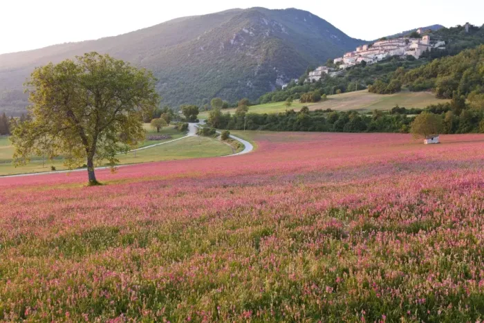 Framed Print : Italy, Umbria, Campi. A field of sainfoin outside the small and ancient village of Campi Framed Print : Italy, Umbria, Campi. A field of sainfoin outside the small and ancient village of Campi