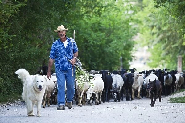 Italy, Umbria, Campi. A shepherd bringing his flock down from the hills