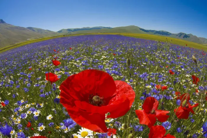Framed Print : Italy, Umbria, Flowers fields in Castelluccio di Norcia Framed Print : Italy, Umbria, Flowers fields in Castelluccio di Norcia