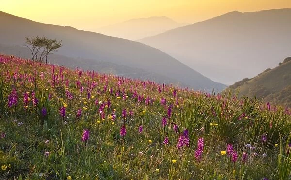 Italy, Umbria, Forca Canapine. Pink orchids growing at the Forca Canapine
