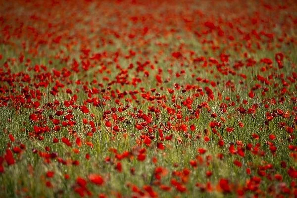 Italy, Umbria, Norcia. Poppies growing in barley fields near Norcia
