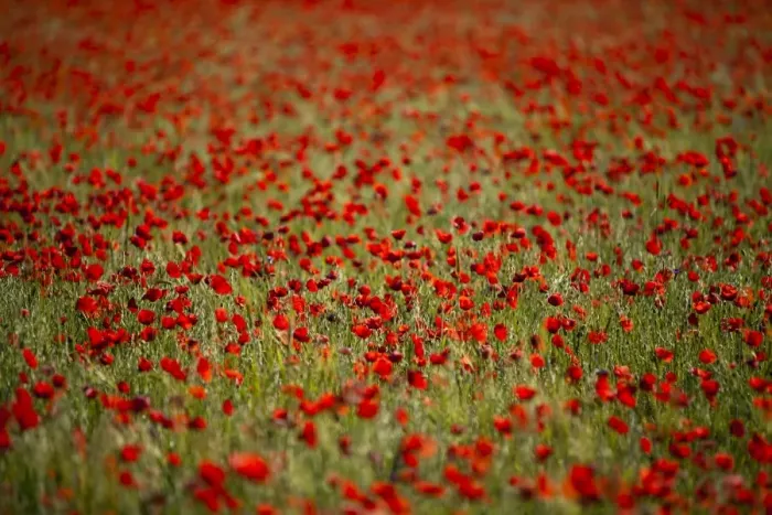 Framed Print : Italy, Umbria, Norcia. Poppies growing in barley fields near Norcia Framed Print : Italy, Umbria, Norcia. Poppies growing in barley fields near Norcia