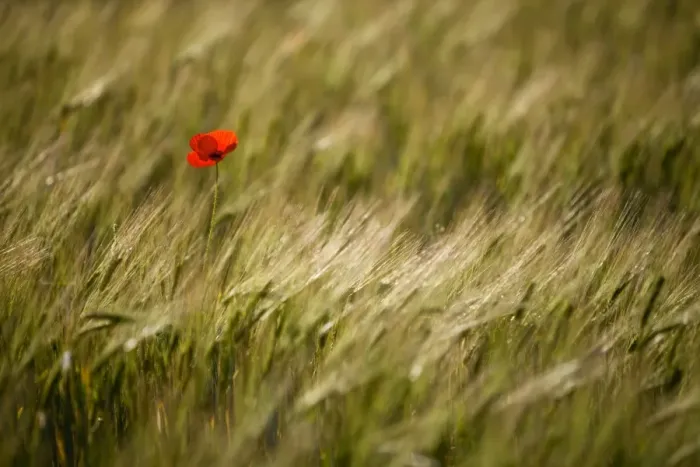 Framed Print : Italy, Umbria, Norcia. A single poppy in a field of barley near Norcia Framed Print : Italy, Umbria, Norcia. A single poppy in a field of barley near Norcia
