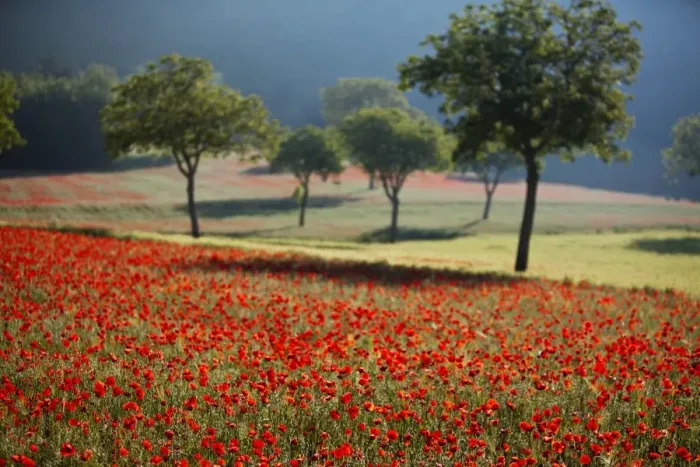 Framed Print : Italy, Umbria, Norcia. Walnut trees in fields of poppies near Norcia, bathed in evening light