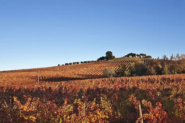Italy, Umbria, Perugia district, Dawn over the autumnal vineyards near Montefalco