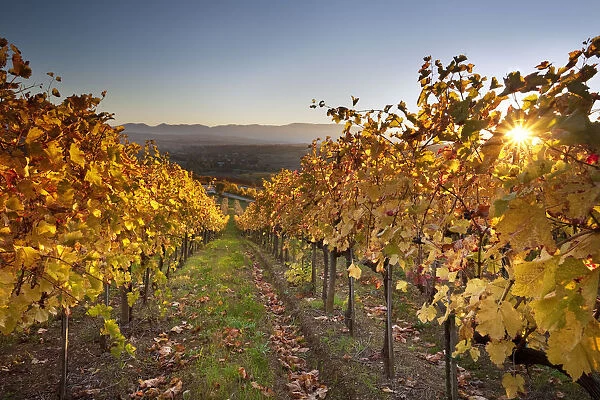 Italy, Umbria, Perugia district. Autumnal Vineyards near Montefalco