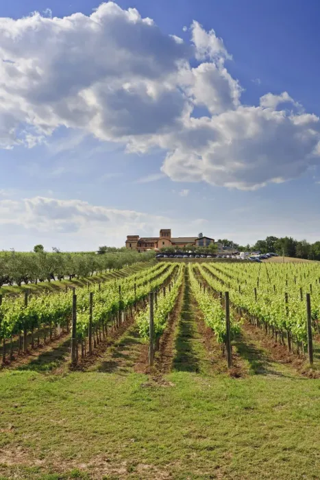 Framed Print : Italy, Umbria, Perugia district, Montefalco. Cantine aperte in Caprai winery Framed Print : Italy, Umbria, Perugia district, Montefalco. Cantine aperte in Caprai winery