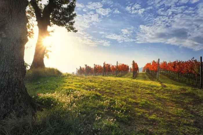 Framed Print : Italy, Umbria, Perugia district. Autumnal Vineyards near Montefalco Framed Print : Italy, Umbria, Perugia district. Autumnal Vineyards near Montefalco