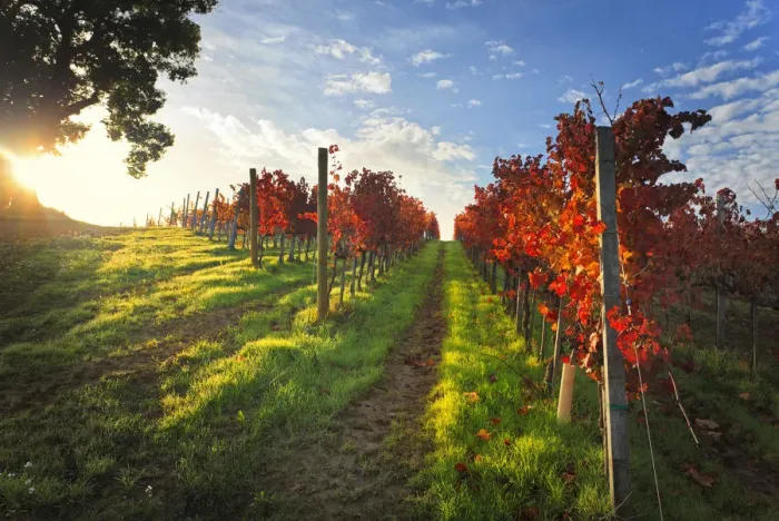 Framed Print : Italy, Umbria, Perugia district. Autumnal Vineyards near Montefalco Framed Print : Italy, Umbria, Perugia district. Autumnal Vineyards near Montefalco