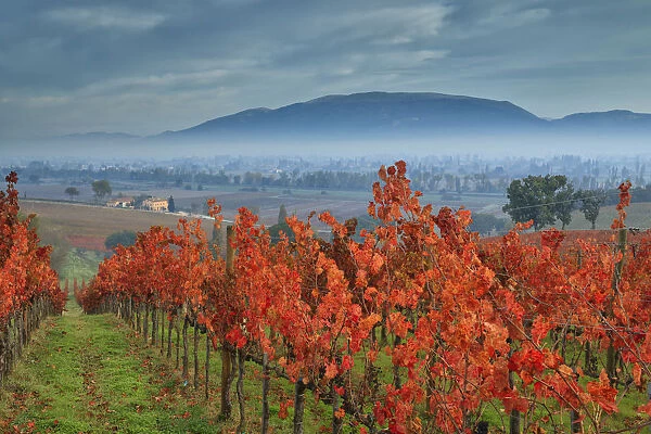Italy, Umbria, Perugia district. Autumnal Vineyards near Montefalco