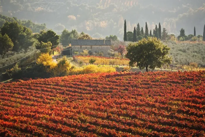 Framed Print : Italy, Umbria, Perugia district. Autumnal Vineyards near Montefalco Framed Print : Italy, Umbria, Perugia district. Autumnal Vineyards near Montefalco