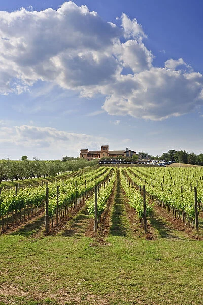 Italy, Umbria, Perugia district, Montefalco. Cantine aperte in Caprai winery