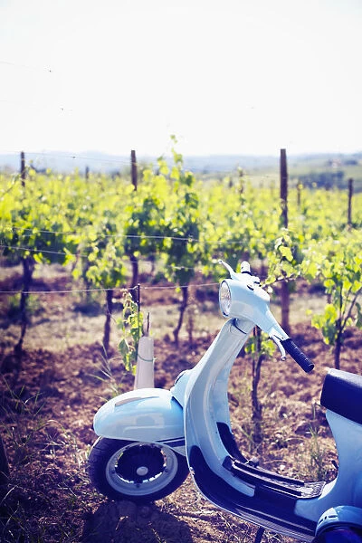 Italy, Umbria, Perugia district, Montefalco. Vespa scooter in Vineyard