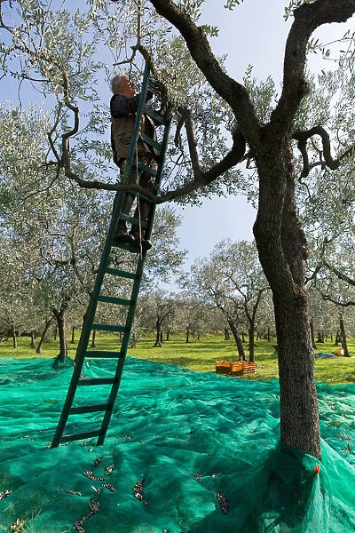Italy, Umbria, Perugia district, Trevi, olive harvesting