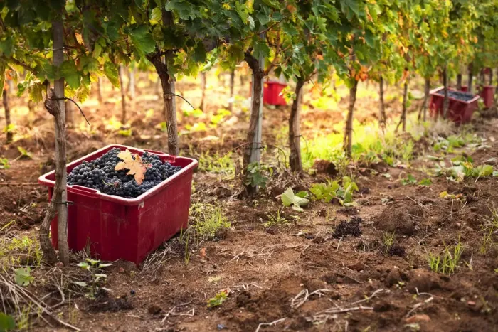 Framed Print : Italy, Umbria, Terni district, Giove, Grape harvest in Sandonna winery Framed Print : Italy, Umbria, Terni district, Giove, Grape harvest in Sandonna winery