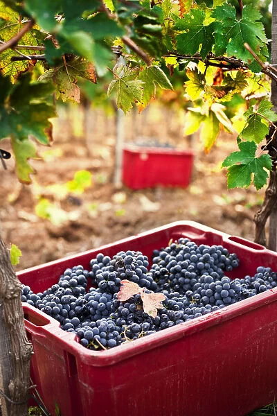 Italy, Umbria, Terni district, Giove, Grape harvest in Sandonna winery