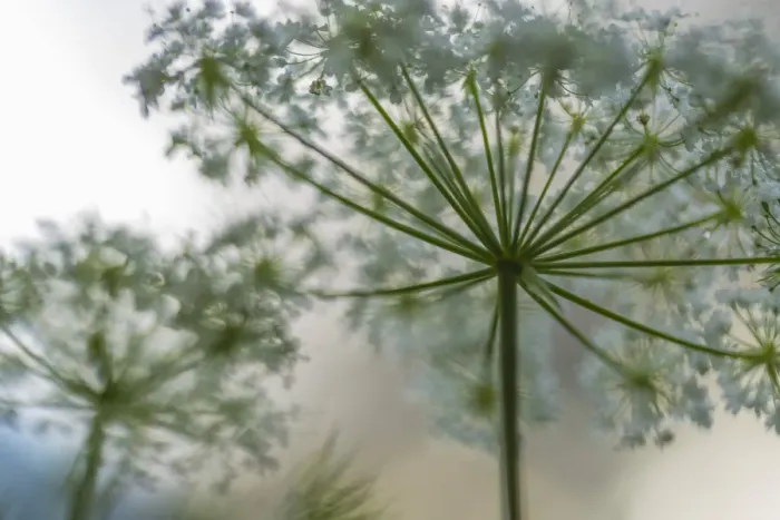Framed Print : Italy, Veneto, A detail of Carum carvi (meridian fennel)