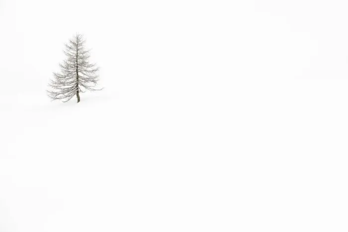 Framed Print : Italy, Veneto, larch isolated in white snow Framed Print : Italy, Veneto, larch isolated in white snow