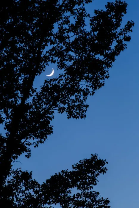 Framed Print : Italy, Veneto, Moon in the leaves Framed Print : Italy, Veneto, Moon in the leaves