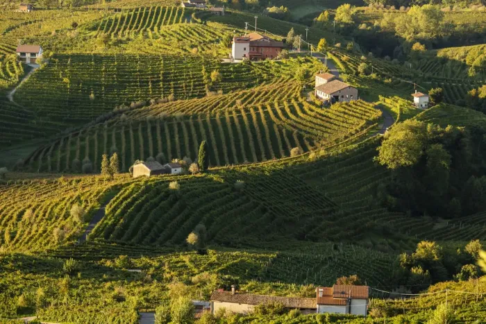 Framed Print : Italy, Veneto. Prosecco Road. Treviso district. Follo, vineyards of Prosecco Framed Print : Italy, Veneto. Prosecco Road. Treviso district. Follo, vineyards of Prosecco