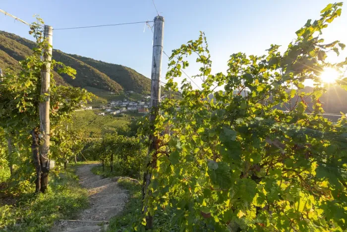 Framed Print : Italy, Veneto. Prosecco Road. Treviso district. Follo, vineyards of Prosecco Framed Print : Italy, Veneto. Prosecco Road. Treviso district. Follo, vineyards of Prosecco