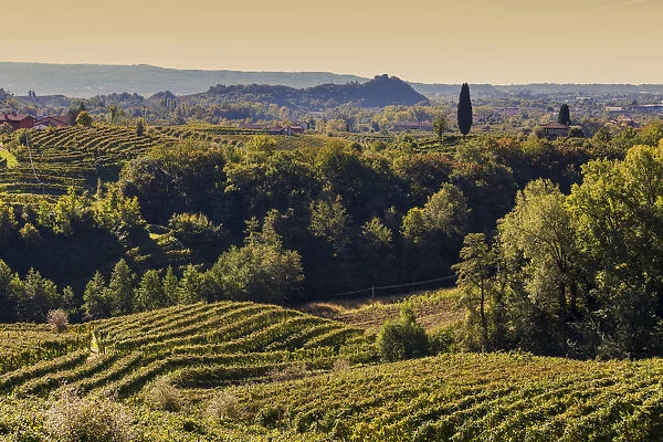 Italy, Veneto. Prosecco Road. Treviso district. Valdobbiadene. View of Cartizze vineyards