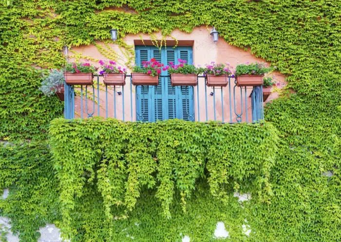 Framed Print : Ivy-covered Balcony, Castiglione della Pescaia, Tucany, Italy Framed Print : Ivy-covered Balcony, Castiglione della Pescaia, Tucany, Italy
